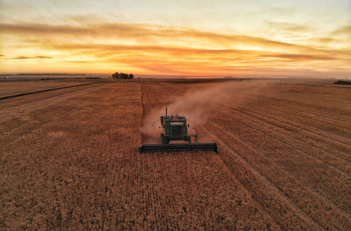 Wheat harvest